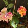 Camille Pissarro ™ rose photo