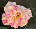 Camille Pissarro ™ rose photo