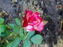 Nicole ® rose photo