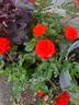 Autumn Sunblaze rose photo