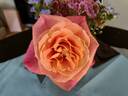 Vitalrose Miss Piggy rose photo