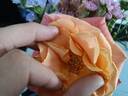 Vitalrose Miss Piggy rose photo