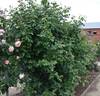 Eden's Apricot Blaise rose photo