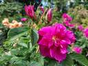 <i>Rosa rugosa</i> 'Roseraie de l'Haÿ' rose photo