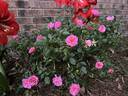 Oso Happy Petit Pink rose photo