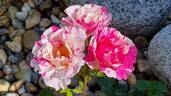 Berlingot rose photo