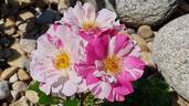 Berlingot rose photo