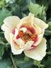 Bull's Eye rose photo