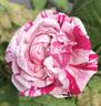 Variegata di Bologna rose photo