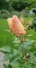 Royale Estelle rose photo