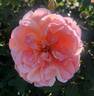 Léontine Gervais rose photo