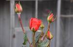 Corvette ™ rose photo