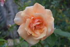 Iced Ginger rose photo