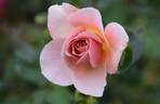Iced Ginger rose photo