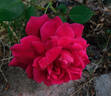 Marie Nabonnand rose photo