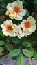 Glorious Babylon Eyes rose photo