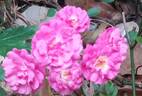 Gabrielle Privat rose photo