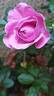 Nautica rose photo