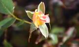 Chameleon Rose rose photo