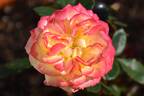 Chameleon Rose rose photo
