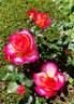 Leo Ferré rose photo