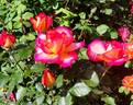 Leo Ferré rose photo