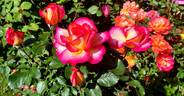 Leo Ferré rose photo