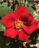 Altissimo rose photo