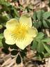 <i>Rosa alabukensis</i> rose photo