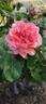 Pilar de Arburua rose photo