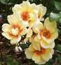 Glorious Babylon Eyes rose photo