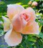 Royale Estelle rose photo