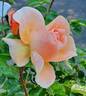 Royale Estelle rose photo