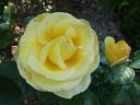 Avec Amour rose photo