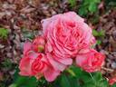 Corail Gelée rose photo