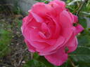 Grandma's Blessing rose photo
