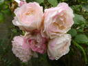 André Brichet rose photo