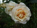 Eloise ® rose photo