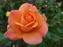 Portorož rose photo