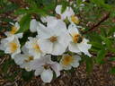 Esprit d'Amour rose photo