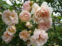 Léontine Gervais rose photo