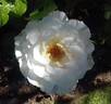Margaret Merril rose photo