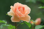 Royale Estelle rose photo