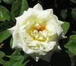 Ginrei rose photo