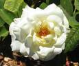 Ginrei rose photo