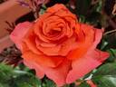 Anne Vanderlove ® rose photo