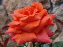 Anne Vanderlove ® rose photo