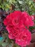Ville de Roeulx rose photo