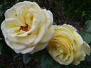 Avec Amour rose photo