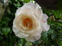 Eloise ® rose photo